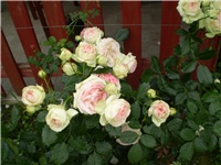 ddd6d32d-Picture 2382.jpg